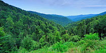 Fir trees (Abies sp.) in pristine Beech-Fir  forest, Runcu Valley, Dambovita County, Leota Mountain Range, Romania, July, 2011