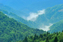 Pristine beech (Fagus sylvatica) and fir forest (Abies sp) on a mountainside in Runcu Valley, Dambovita County, Leota Mountain Range, Romania, July, 2011