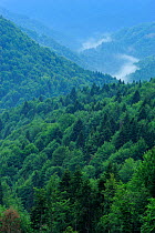 Pristine beech (Fagus sylvatica) and fir forest (Abies sp) on a mountainside in Runcu Valley, Dambovita County, Leota Mountain Range, Romania, July, 2011