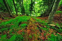 Pristine beech (Fagus sylvatica) and fir forest (Abies sp) with fallen log decomposing on the forest floor,  Runcu Valley, Dambovita County, Leota Mountain Range, Romania, July
