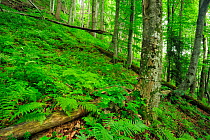 Beech tree (Fagus sylvatica) trunks pristine Beech-fir forest, with a carpet of ferns, Runcu Valley, Dambovita County, Leota Mountain Range, Romania, July