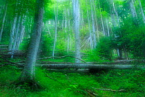 Soft focus shot of beech trees (Fagus sylvatica) in pristine Beech-Fir  forest, Runcu Valley, Dambovita County, Leota Mountain Range, Romania, July