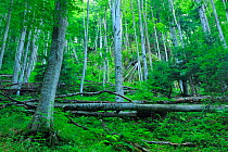 Beech trees (Fagus sylvatica) in pristine Beech-Fir  forest, Runcu Valley, Dambovita County, Leota Mountain Range, Romania, July
