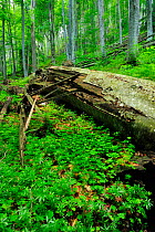 Fallen beech tree (Fagus sylvatica) decomposing in  pristine Beech-Fir  forest, Runcu Valley, Dambovita County, Leota Mountain Range, Romania, July