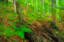 Beech (Fagus sylvatica) and Fir (Abies sp) forest with an understorey of lady ferns (Athyrium filix-femina)  Runcu Valley, Dambovita County, Leota Mountain Range, Romania, July
