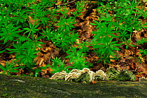 Turkey tail fungus (Trametes versicolor) on dead wood surrounded by Woodruff (Galium odoratum)  Runcu Valley, Dambovita County, Leota Mountain Range, Romania, July