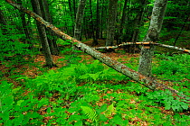 Beech trees (Fagus sylvatica) in pristine Beech-Fir  forest clearing with Ladyfern (Athyrium filix-femina) Runcu Valley, Dambovita County, Leota Mountain Range, Romania, July
