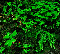 Mixture of ground plants including Common wood sorrel (Oxalis acetosella), Herb Robert (Geranium robertianum), Maidenhair spleenwort (Asplenium trichomanes) Sweet woodruff (Galium odoratum) Wild straw...