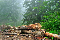 Logged trees in Beech-Fir forest, Runcu Valley, Dambovita County, Leota Mountain Range, Romania, July