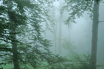 Thick fog surrounding trees in  Beech-fir forest, Runcu Valley, Dambovita County, Leota mountain range, Carpathian Mountains, Romania, July