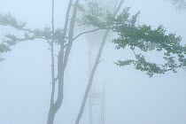 Thick fog surrounding Beech tree in a Beech-fir forest, Runcu Valley, Dambovita County, Leota mountain range, Carpathian Mountains, Romania, July