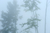 Thick fog surrounding trees  in Beech-fir forest, Runcu Valley, Dambovita County, Leota mountain range, Carpathian Mountains, Romania, July