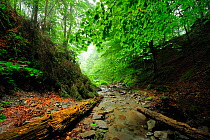Stream running through Beech (Fagus sylvatica) forests Runcu Valley, Dambovita County, Leota Mountain Range, Romania, July