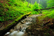 Stream running through Beech (Fagus sylvatica) forests of the Runcu Valley, Dambovita County, Leota Mountain Range, Romania, July