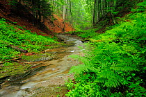 Stream running through Beech (Fagus sylvatica) forests, Runcu Valley, Dambovita County, Leota Mountain Range, Romania, July