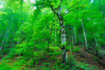 Beech tree (Fagus sylvatica) Crovul Valley Gorge, Arges County, Leota Mountain Range, Romania, July