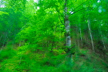 European beech (Fagus sylvatica) trees, Crovul Valley Gorge, Arges County, Leota Mountain Range, Romania, July
