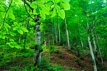 Beech leaves (Fagus sylvativa) in a mixed beech and Fir (Abies sp) forest, Crovul Valley Gorge, Arges County, Leota Mountain Range, Romania, July