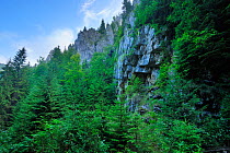 Fir trees (Abies sp) near a rock face, Crovul Valley Gorge, Arges County, Leota Mountain Range, Romania, July, 2011