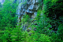 Cliff face surrounded by fir trees (Abies sp) Crovul Valley Gorge, Arges County, Leota Mountain Range, Romania, July