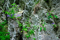 Bellflower (Campanula sp) growing between cracks in the rock face, Crovul Valley Gorge, Arges County, Leota mountain range, Carpathian Mountains, Romania, July