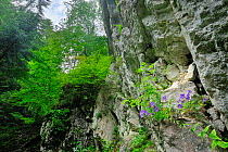 Bellflower (Campanula sp) growing between cracks in the rock face, Carpathian Mountains, Romania, July