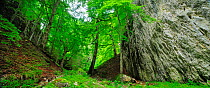Panoramic view of cliff face and mixed beech (Fagus sylvatica) and Fir (Abies sp) forest Carpathian Mountains, Romania, July