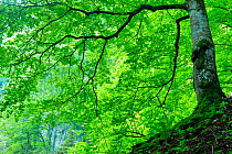 Beech tree (Fagus sylvatica) Crovul Valley Gorge, Arges County, Leota mountain range, Carpathian Mountains, Romania, July