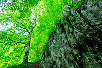 Cliff face with beech trees (Fagus sylvatica) Crovul Valley Gorge, Arges County, Leota Mountain range, Carpathian Mountains, Romania, July