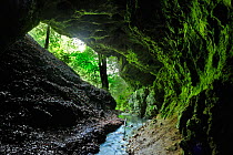 Moss covered cave with small creek running through it, Crovul valley, Arges County, Leota Mountain Range, Carpathian Mountains, Romania, July