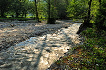 Stream running through Black alder woodland (Alnus glutinosa) Ghimbavul Valley Gorge, Arges County, Leota Mountains, Carpathian Mountains, Romania, July, 2011