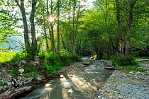 Stream running through Black alder woodland (Alnus glutinosa) Ghimbavul Valley Gorge, Arges County, Leota Mountains, Carpathian Mountains, Romania, July, 2011