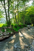 Stream running through Black alder woodland (Alnus glutinosa) Ghimbavul Valley Gorge, Arges County, Leota Mountains, Carpathian Mountains, Romania, July