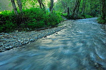 Stream running through Ghimbavul Valley Gorge, Arges County, Leota Mountains, Carpathian Mountains, Romania, July