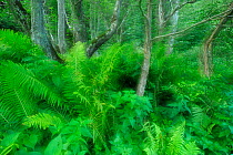 Shuttlecock ferns (Matteuccia struthiopteris) and Black alder trres (Alnus glutinosa) in Ghimbavul Valley Gorge, Arges County, Leota Mountains range, Carpathian Mountains, Romania, July