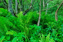 Shuttlecock ferns (Matteuccia struthiopteris) and Black alder (Alnus glutinosa) in Ghimbavul Valley Gorge, Arges County, Leota Mountains range, Carpathian Mountains, Romania, July