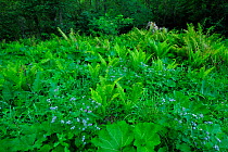 Shuttlecock ferns (Matteuccia struthiopteris) and Burdock (Arctium lappa) in Ghimbavul Valley Gorge, Arges County, Leota Mountains range, Carpathian Mountains, Romania, July