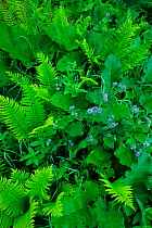 Shuttlecock ferns (Matteuccia struthiopteris) and Burdock (Arctium lappa) in Ghimbavul Valley Gorge, Arges County, Leota Mountains range, Carpathian Mountains, Romania, July