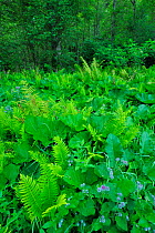 Shuttlecock ferns (Matteuccia struthopteris) Burdock (Arctium lappa) and Black alder (Alnus glutinosa) in Ghimbavul Valley Gorge, Arges county, Leota Mountains, Carpathian Mountains, Romania, July