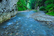 Stream running through Ghimbavul Valley Gorge,  Arges County, Leota Mountains, Carpathian Mountains, Romania, July