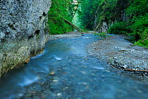 Stream running through Ghimbavul Valley Gorge,  Arges County, Leota Mountains, Carpathian Mountains, Romania, July