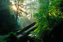Rays of sunlight penetrating forest in Ghimbavul Valley Gorge, Arges County, Leota Mountains, Carpathian Mountains, Romania, July