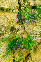 Carpathian Bellflowers (Campanula carpatica) Ghimbavul Valley Gorge, Arges County, Leota Mountains, Carpathian Mountains, Romania, July