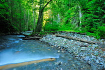 Stream running through Ghimbavul Valley Gorge, Arges County, Leota Mountain range, Carpathian Mountains, Romania, July