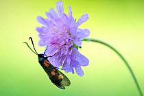 Five spot burnet moth (Zygaena trifolii) on Field scabious (Knautia arvensis) Ghimbavul Valley Gorge, Arges County, Leota Mountains, Carpathian Mountains, Romania, July, July