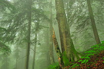 European beech tree trunk (Fagus sylvatica) in misty pristine Beech-Fir forest, Stramba Valley, Fagaras Mountains, Southern Carpathians, Romania, July. Natura 2000 site