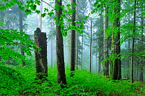 Pristine beech (Fagus sylvatica) and Fir (Abies sp) forests in mist, Stramba Valley, Fagaras Mountains, Southern Carpathians, Romania, July. Natura 2000 site