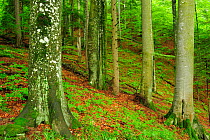 Pristine beech (Fagus sylvatica) and fir (Abies sp) forest understorey, Stramba Valley, Fagaras Mountains, Southern Carpathians, Romania, July. Natura 2000 site