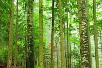 Tree trunks in pristine Beech (Fagus sylvatica) and Fir (Abies sp) forests, Stramba Valley, Fagaras Mountains, Southern Carpathians, Romania, July. Natura 2000 site