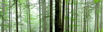 Panoramic of misty pristine Beech (Fagus sylvatica) and Fir (Abies sp) forest, Stramba Valley, Fagaras Mountains, Southern Carpathians, Romania, July. Natura 2000 site